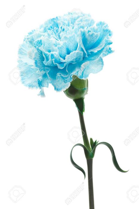 111301935-light-blue-carnation-isolated-on-white-background (1)