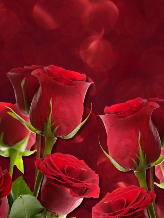 thumb_red-roses-piros-rozsak-5758212874
