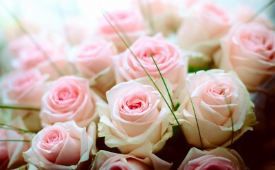 thumb_pink-roses-6633528824